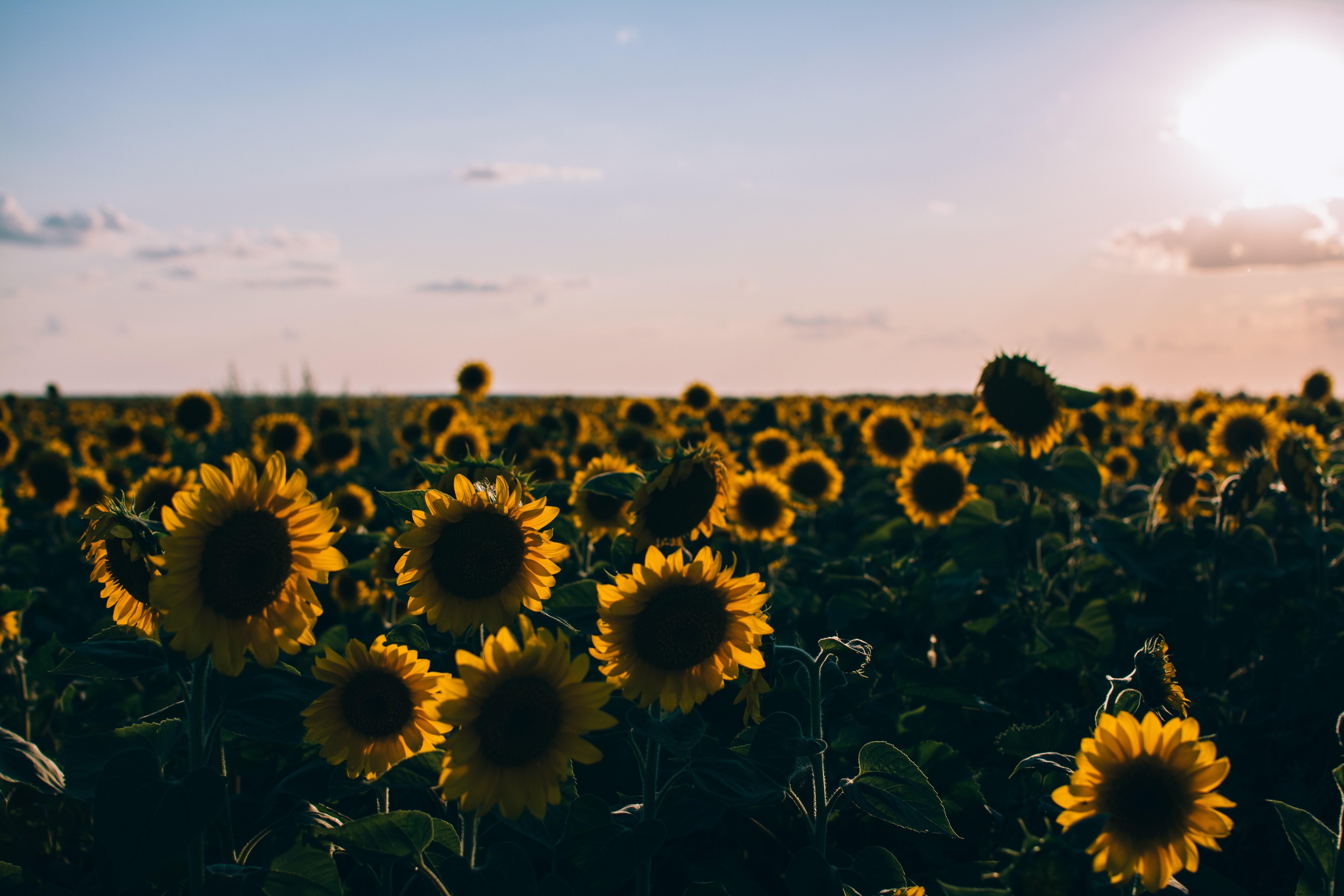 Aesthetic Sunflower Computer Backgrounds