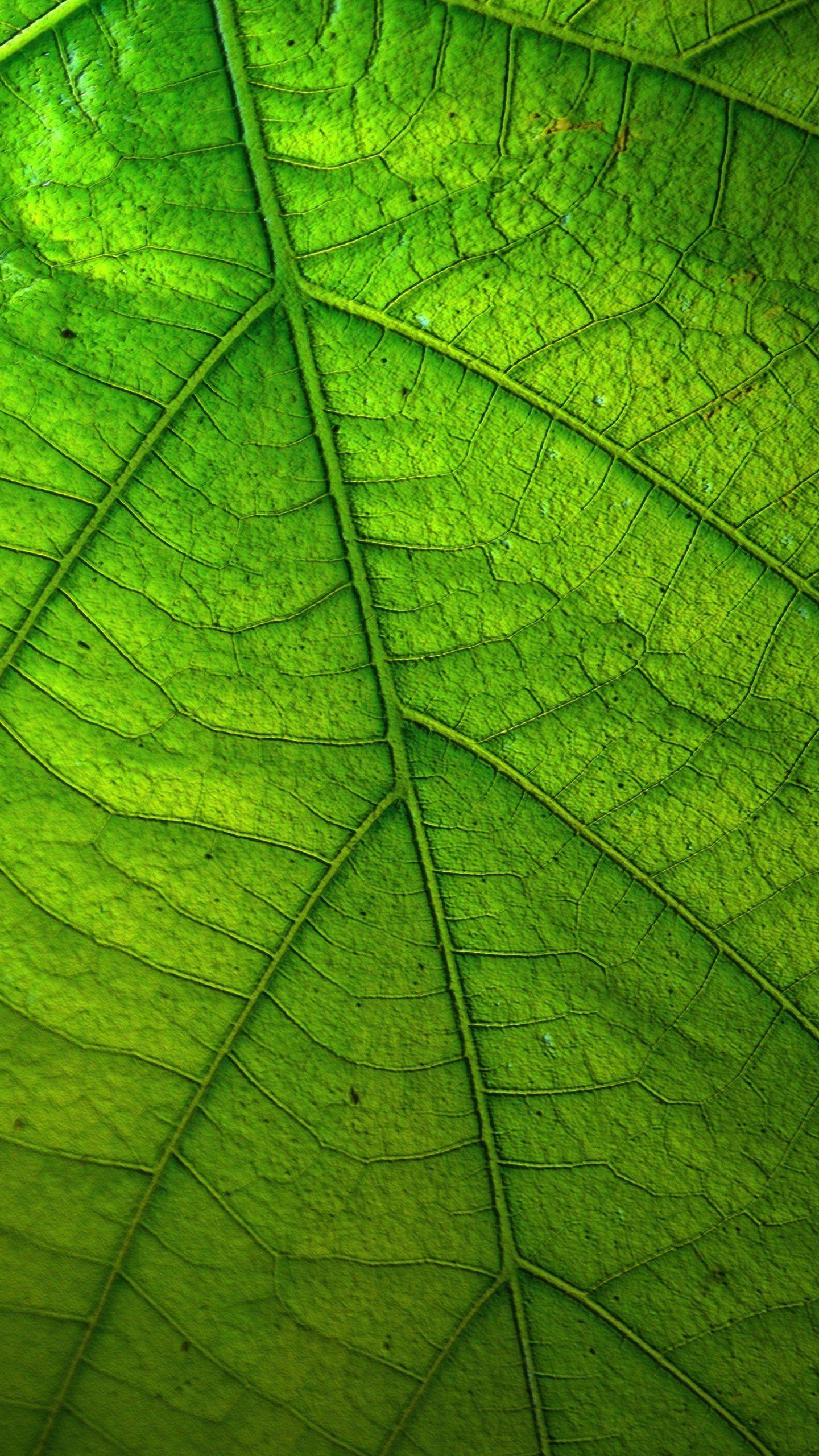 Green Leaves Wallpaper Free Green Leaves Background