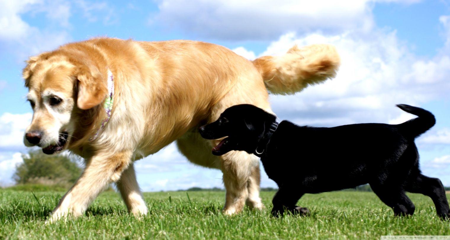 Labrador Desktop HD Wallpapers - Wallpaper Cave