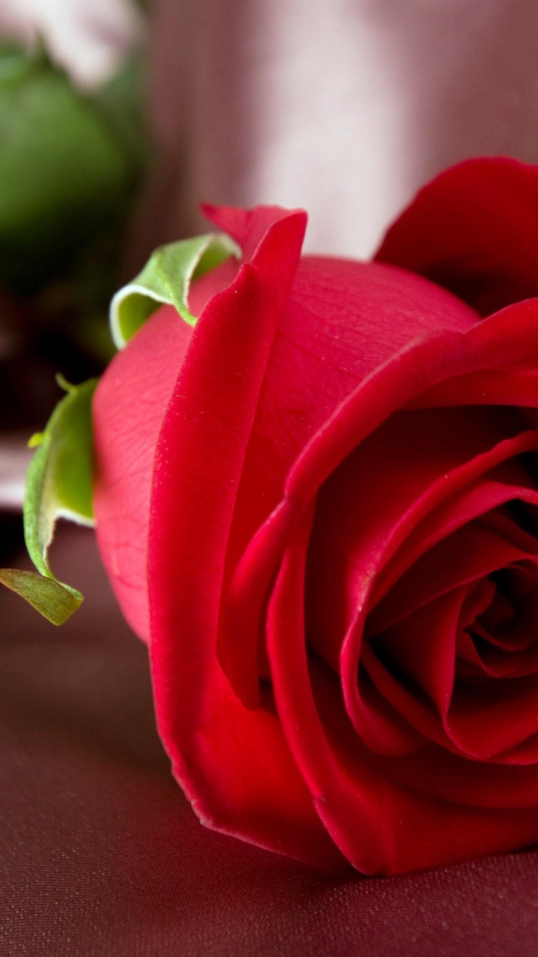 Red Rose Hd Wallpaper For Mobile