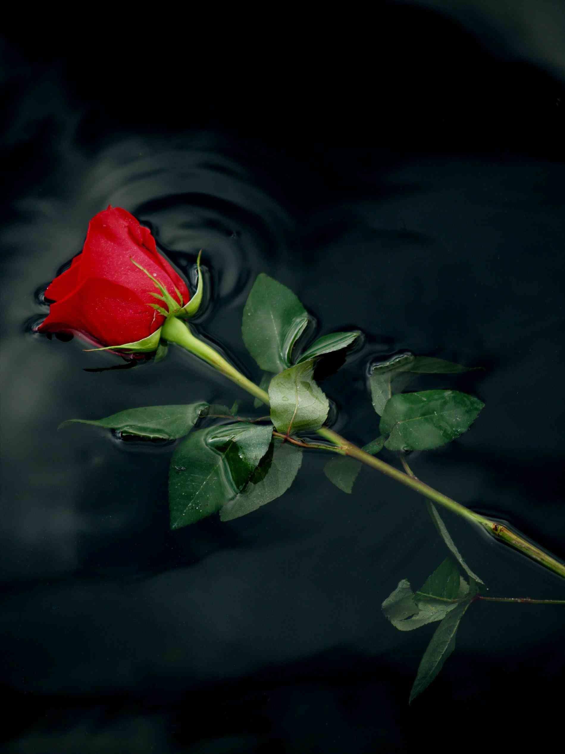Of A Wallpaper HD Image Picture Of Single Red Roses