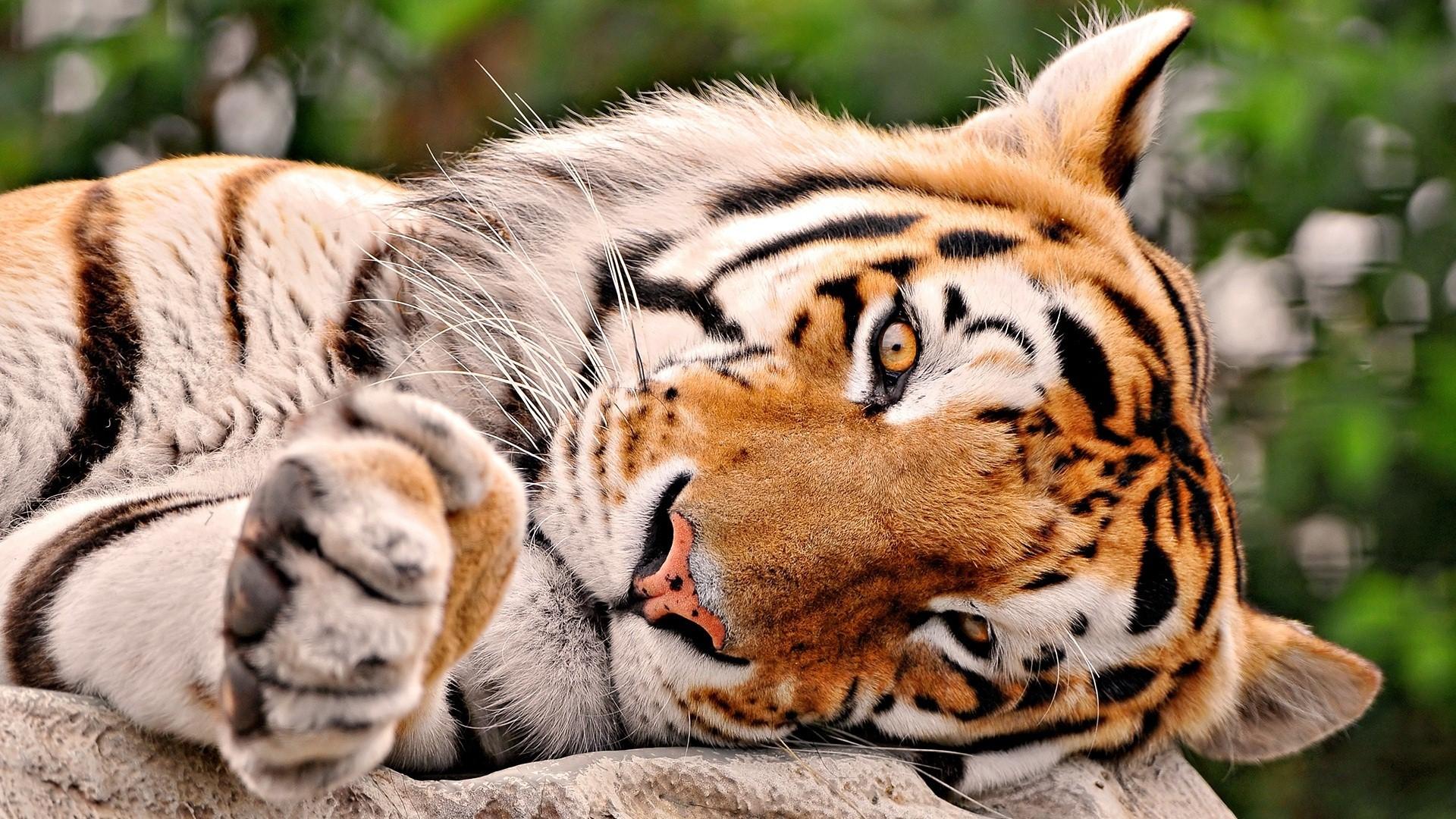 Beautiful Tiger Animal Wallpapers Wallpaper Cave