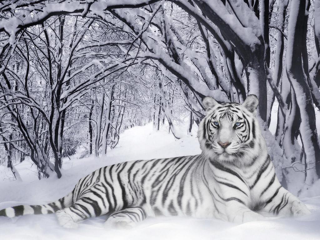 Beautiful white tiger wallpaper