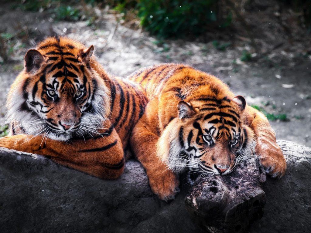 Download Two Tigers 4k Wallpaper Animal