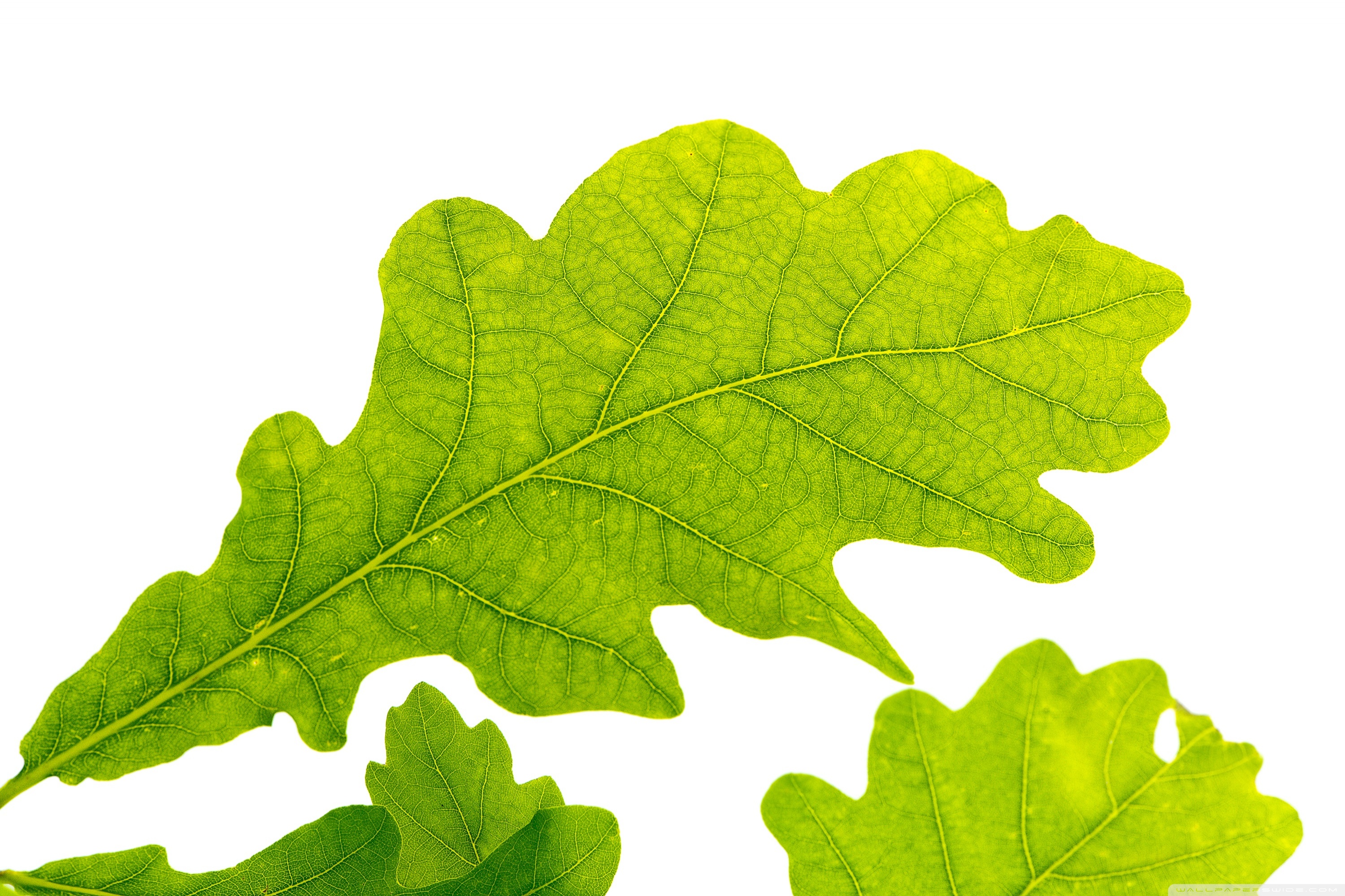 Oak Leaves Wallpapers - Wallpaper Cave