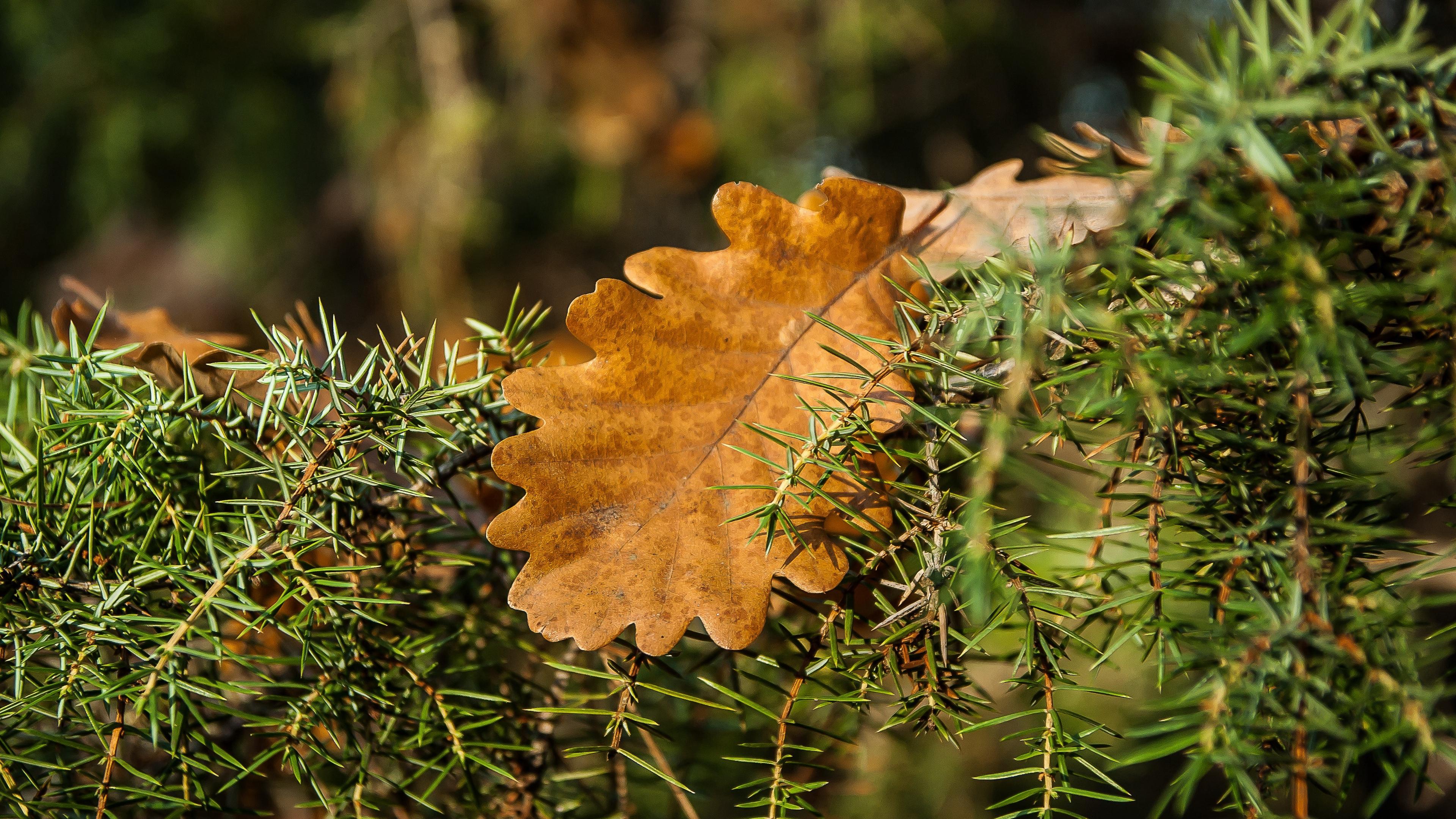 Oak Leaves Wallpapers - Wallpaper Cave