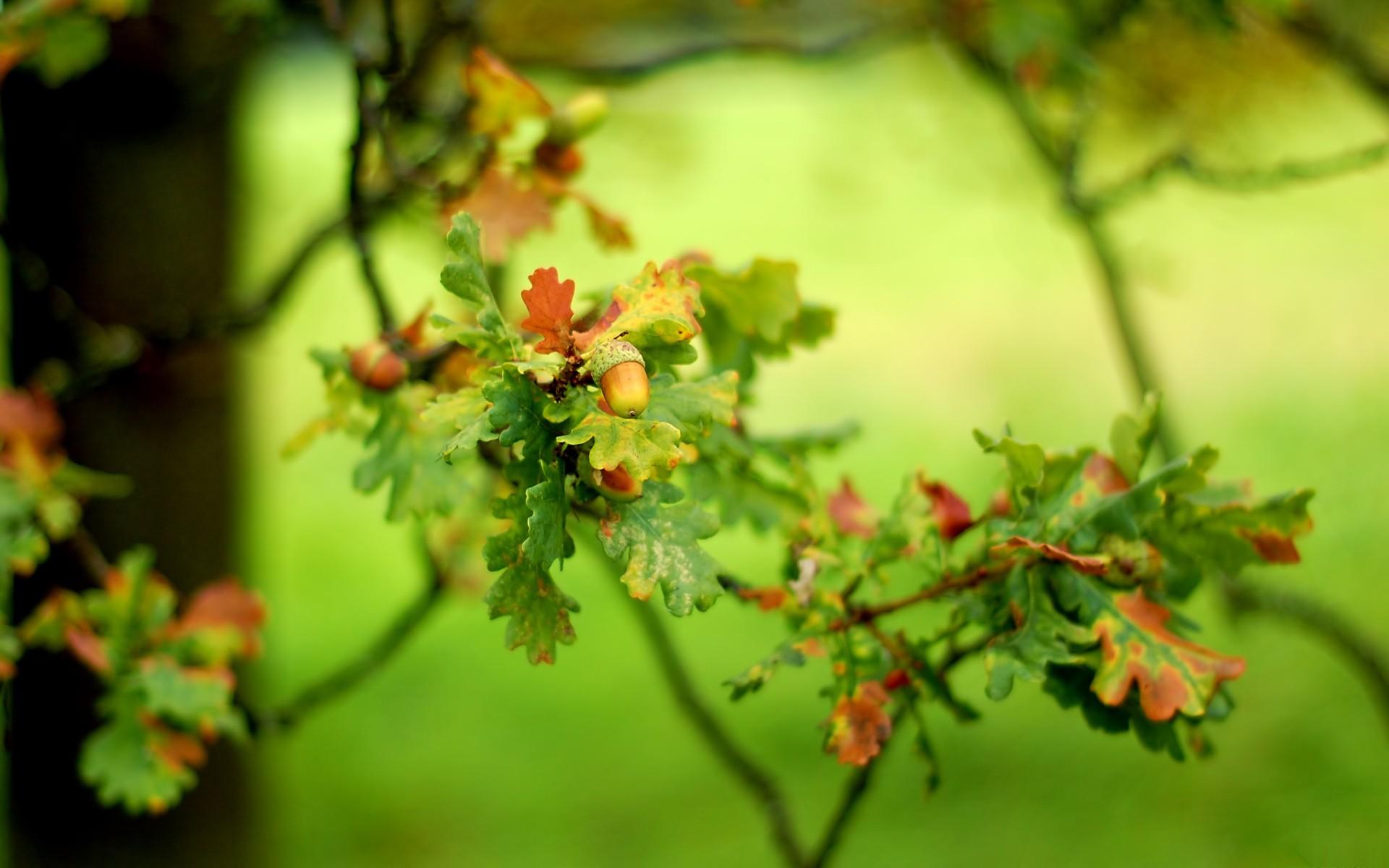 Oak Leaves Wallpapers - Wallpaper Cave