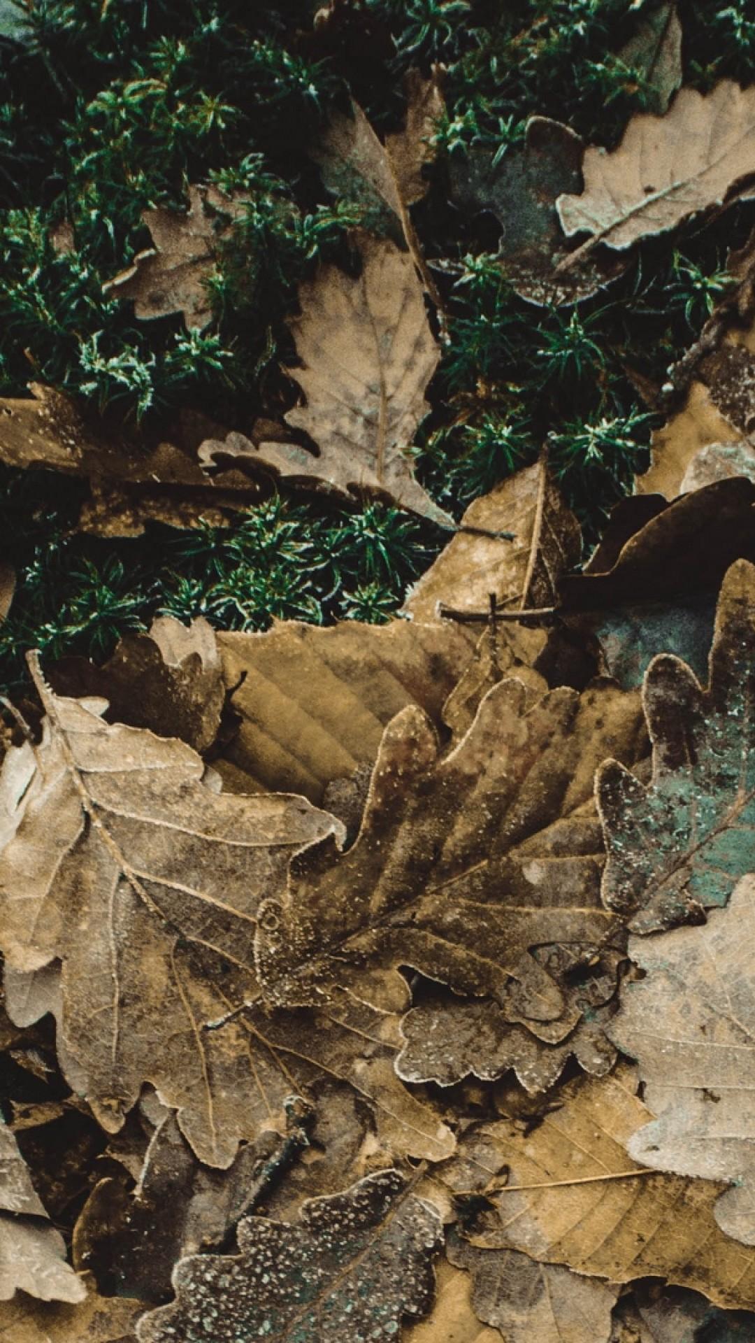 Oak Leaves Wallpapers - Wallpaper Cave