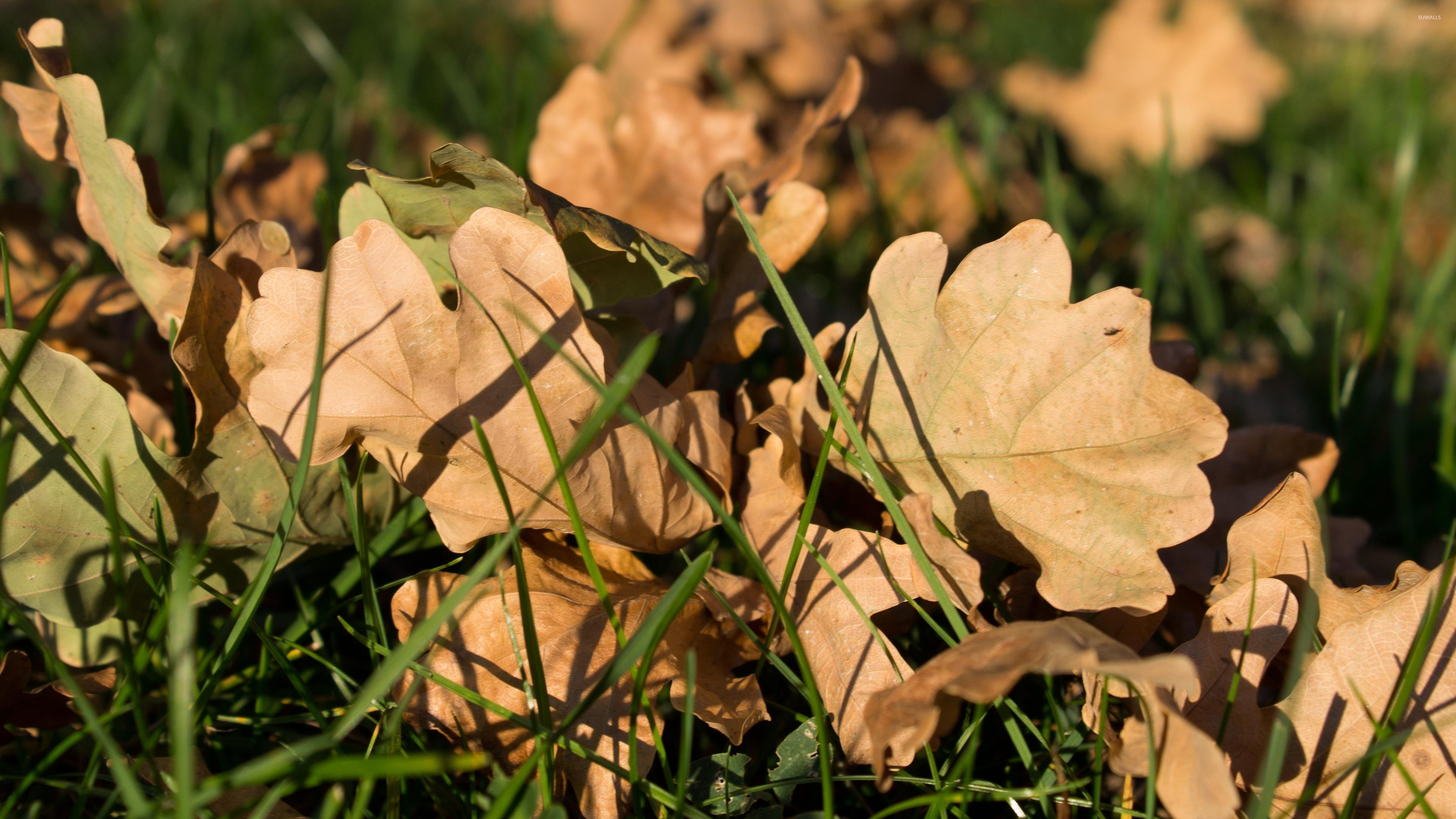 Oak Leaves Wallpapers - Wallpaper Cave