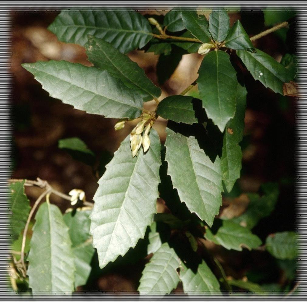 Oak Leaves Wallpaper for Android