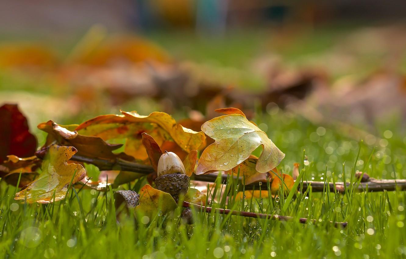 Wallpaper drops, on the grass, acorn, oak leaves, blur bokeh