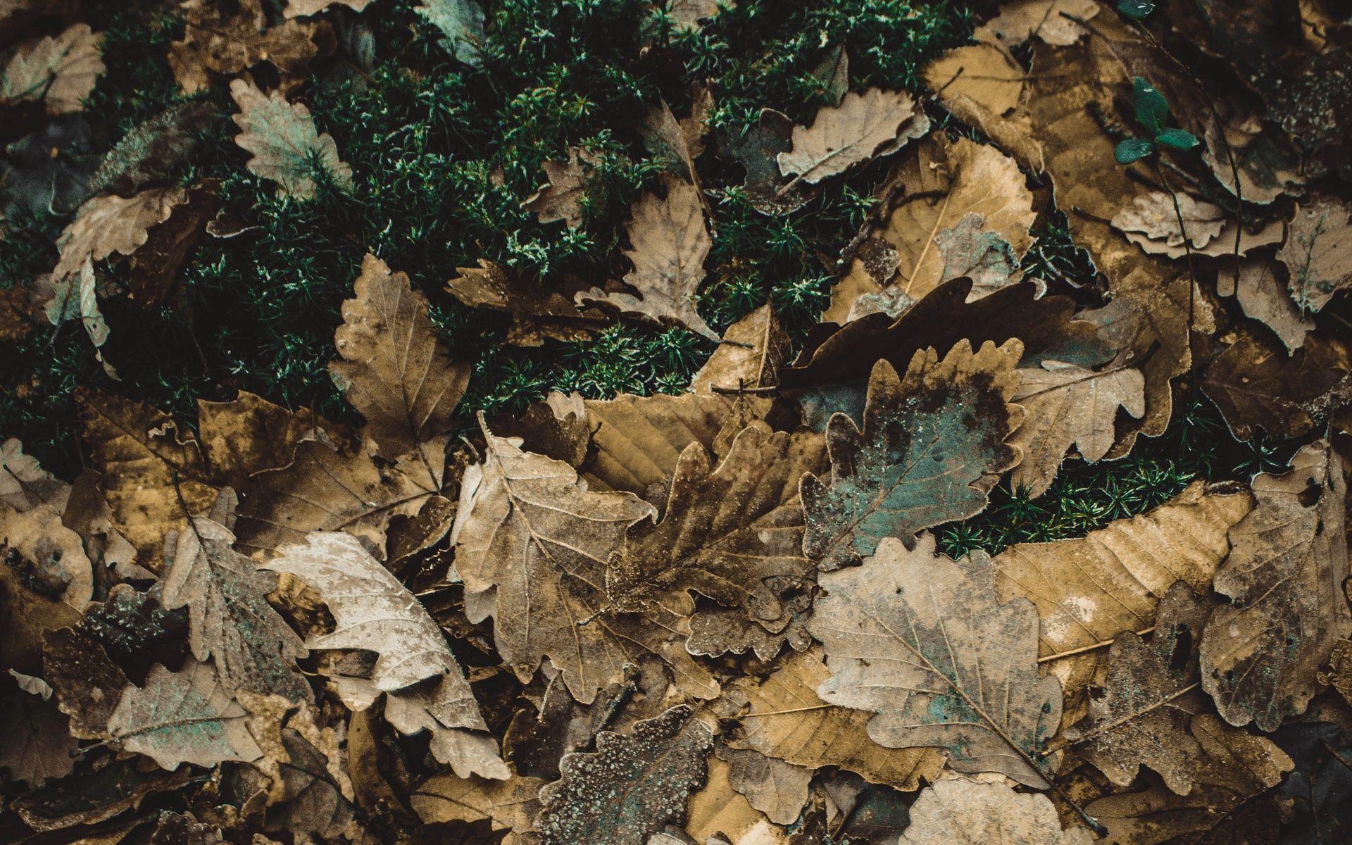 Oak Leaves Wallpapers - Wallpaper Cave