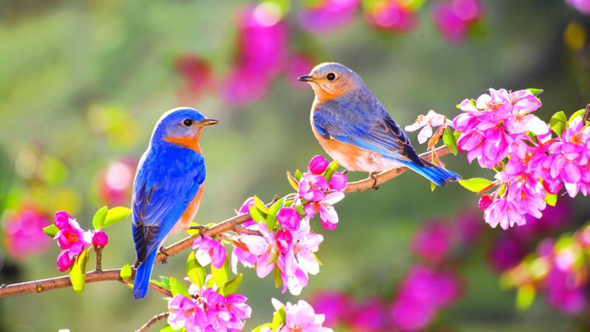 Wallpaper Birds and Flowers