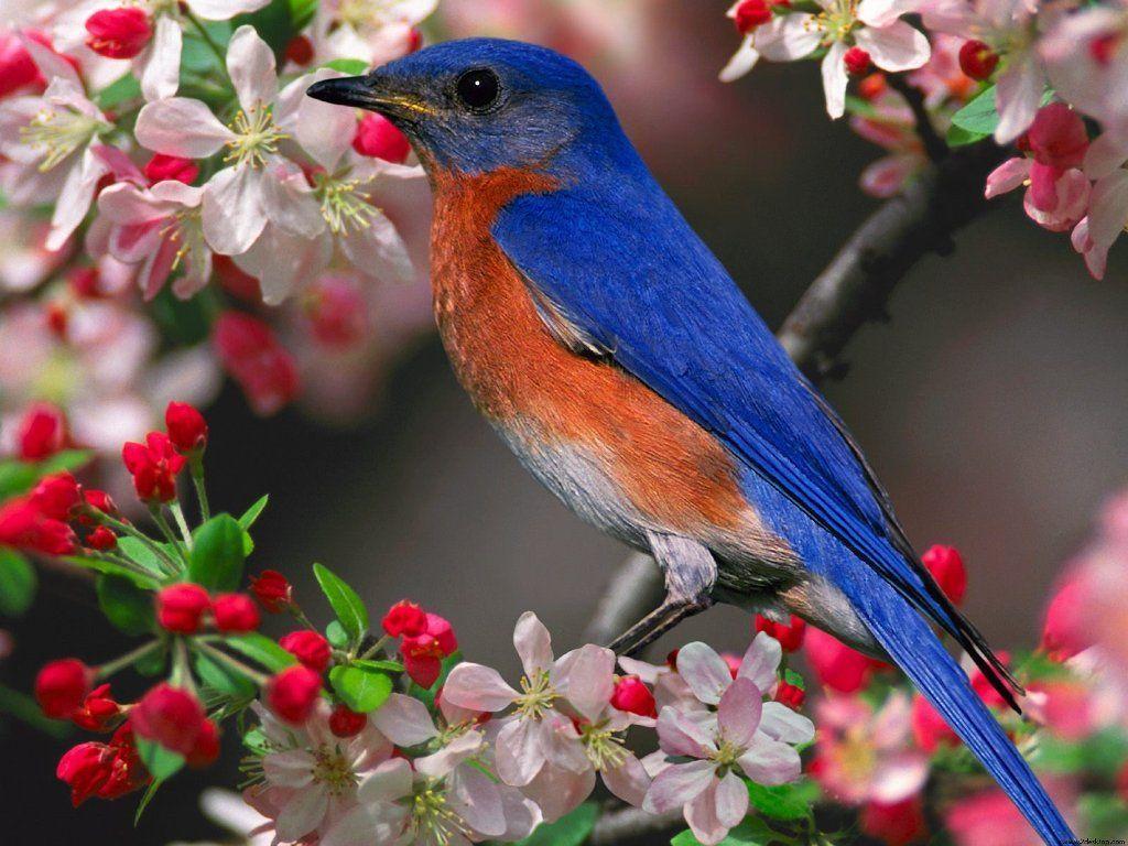 Blue Birds and Flowers Wallpaper