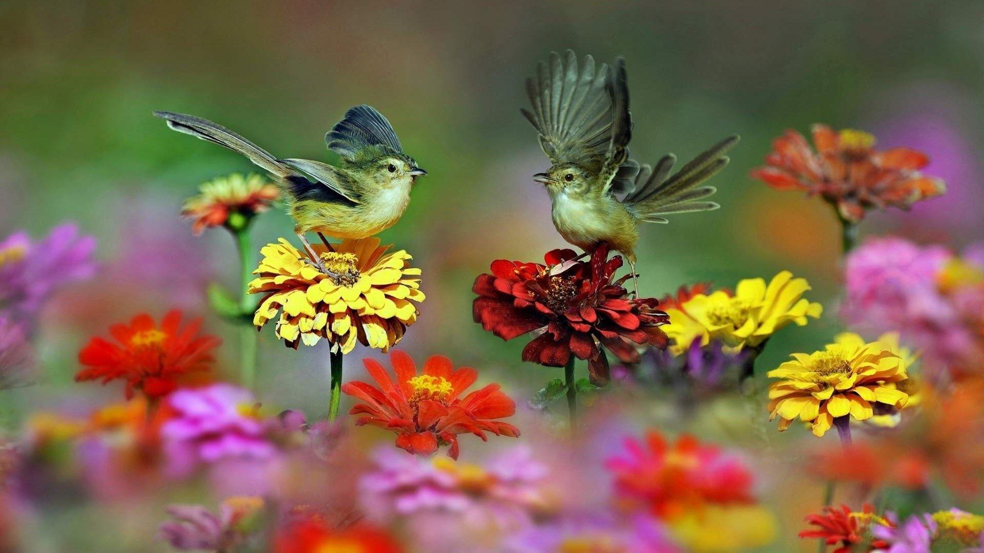 Bird With Flowers Wallpapers - Wallpaper Cave