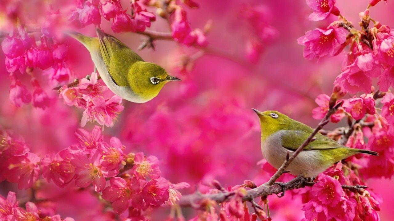 birds and flowers. Birds Wallpaper. Live HD Wallpaper HQ