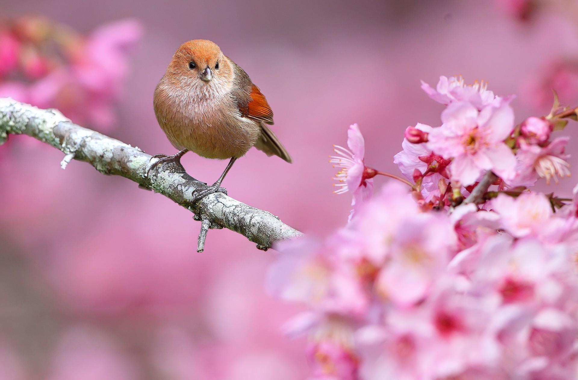animals, Nature, Birds, Flowers, Depth Of Field, Pink Flowers