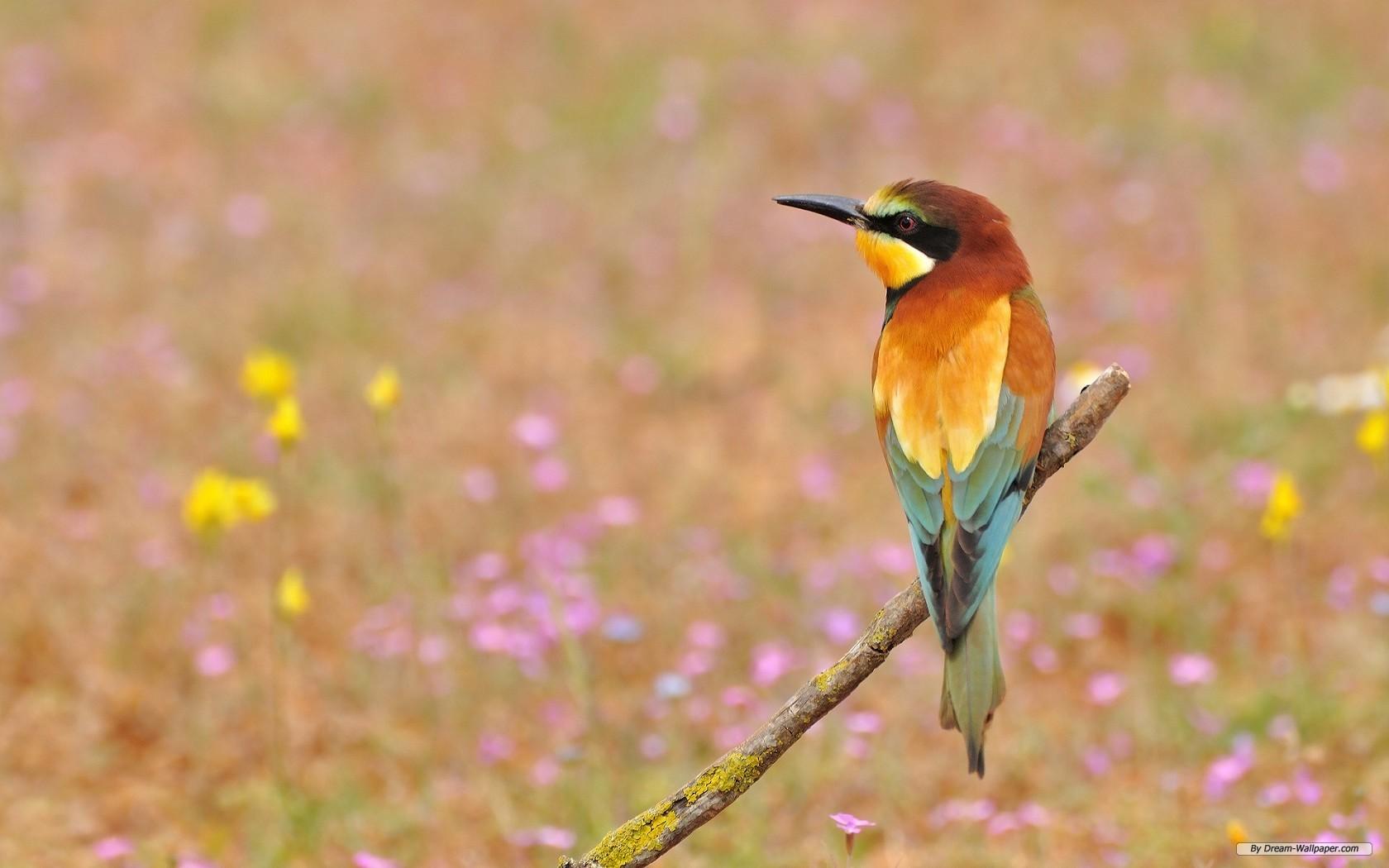 Spring Flowers and Birds Wallpaper