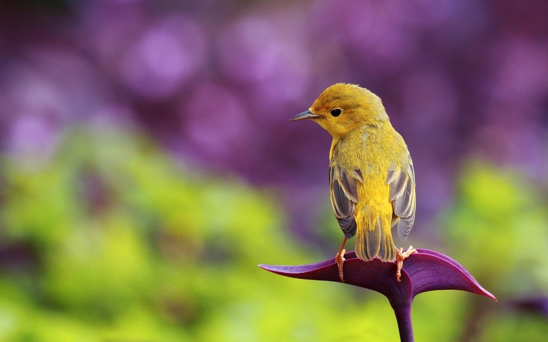 Flower Bird Yellow