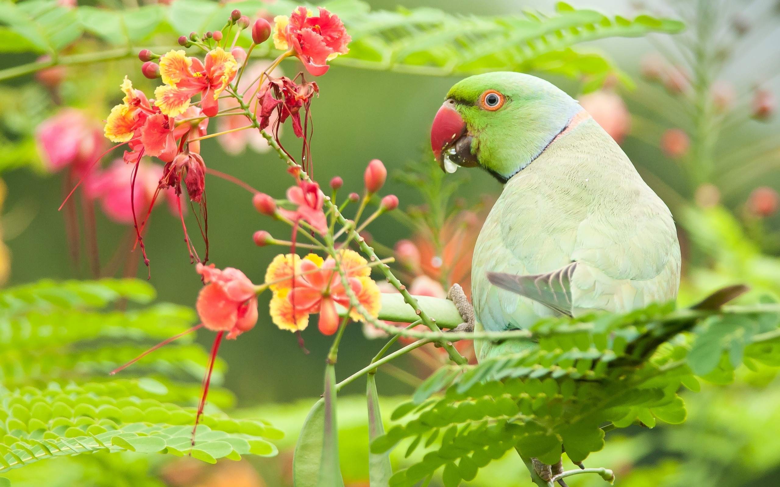 Green Parrot Bird With Flowers Wallpaper
