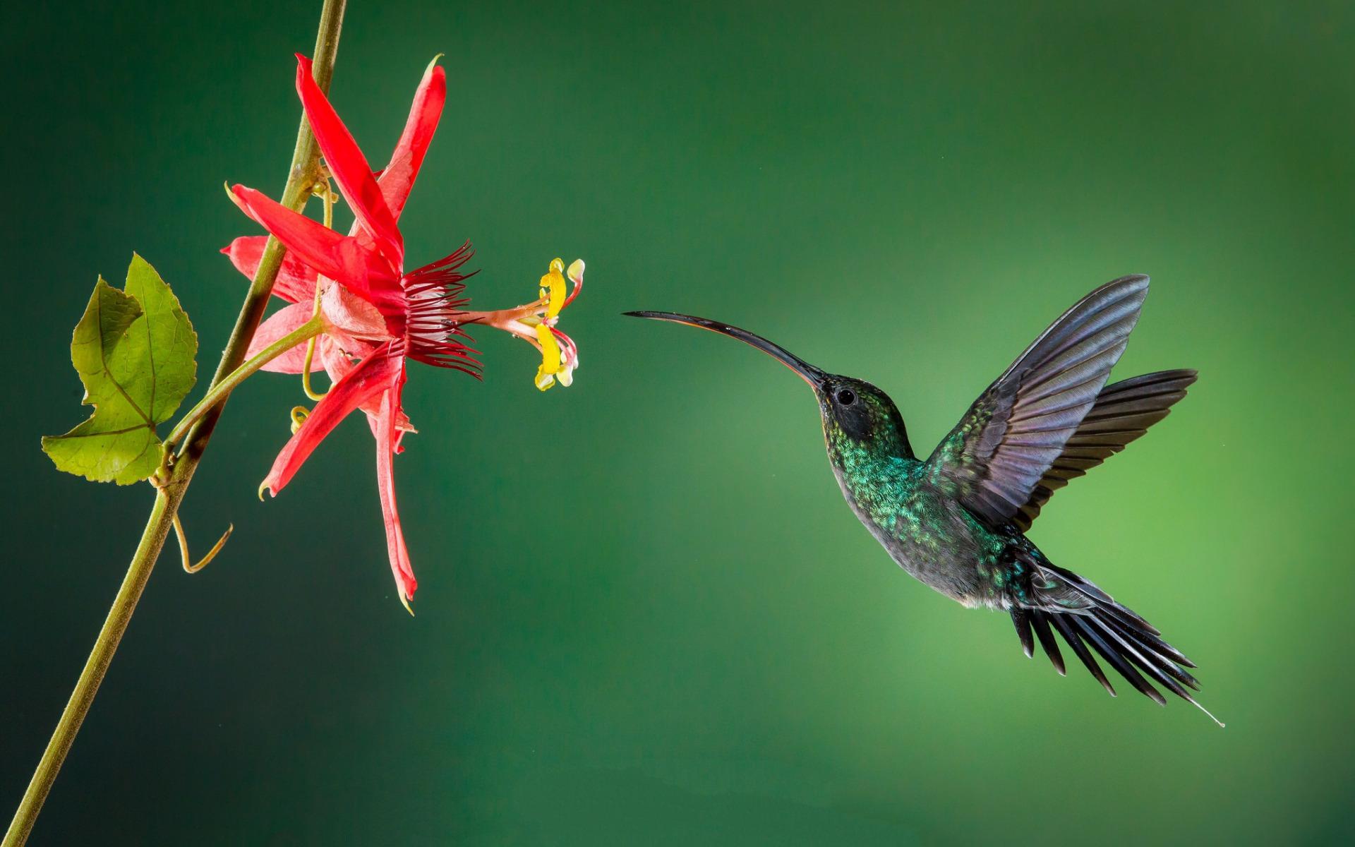 Download wallpaper Hummingbird, Little Bird, Flowers