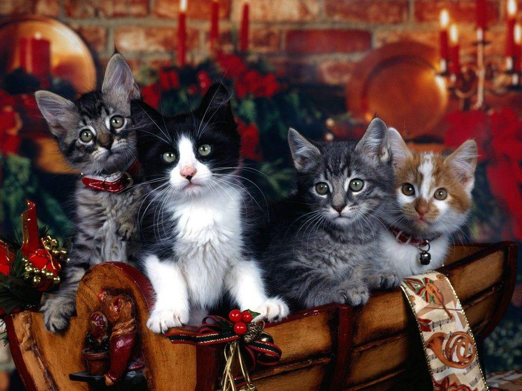 Christmas Wallpaper for Desktop. Christmas Kittens desktop