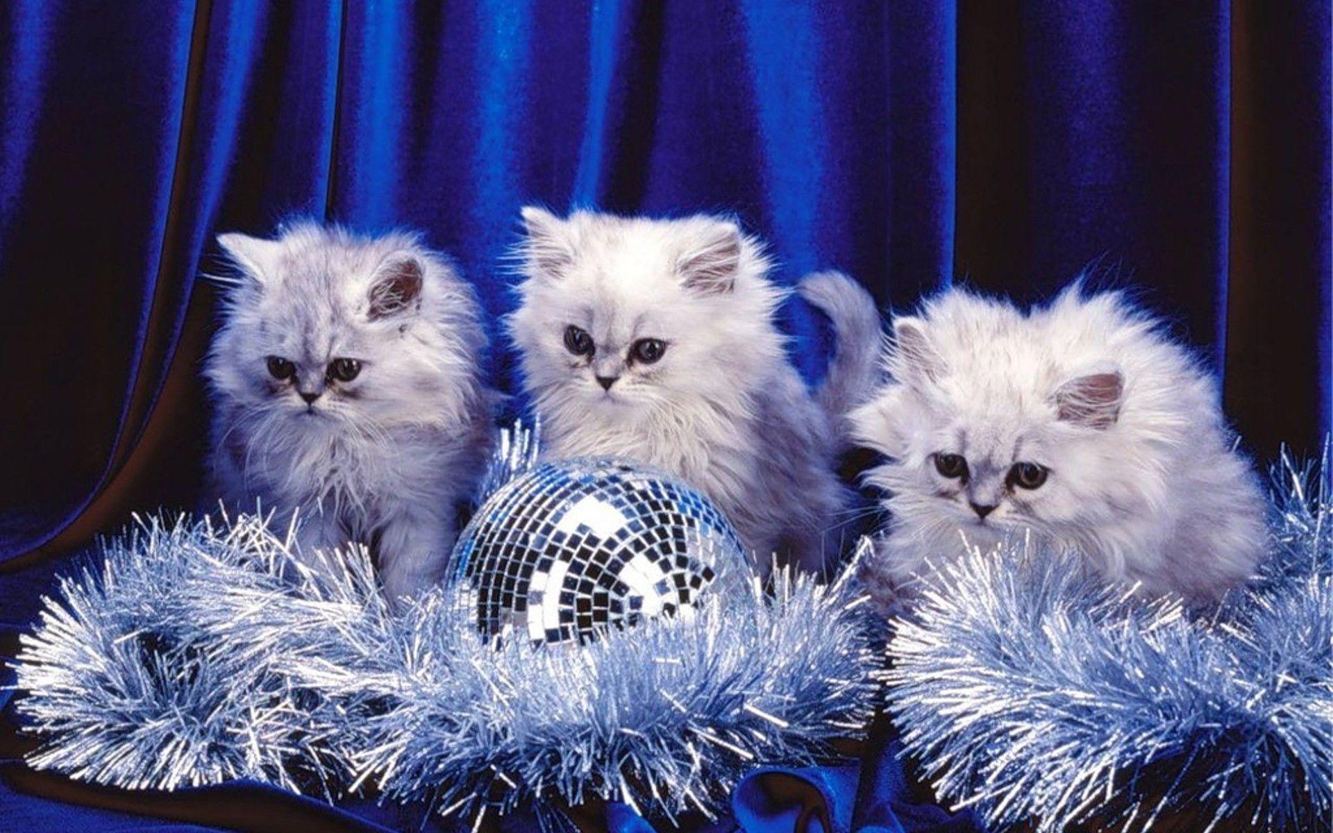 Christmas Kittens Wallpaper Free Christmas Kittens Background