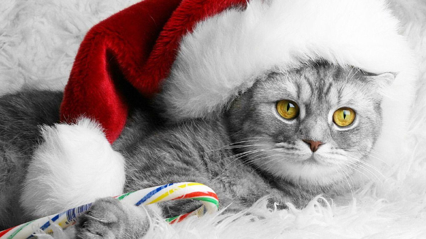 Christmas Kitty Computer Wallpaper, Desktop Backgroundx768. Christmas cats, Cat holidays, Cats