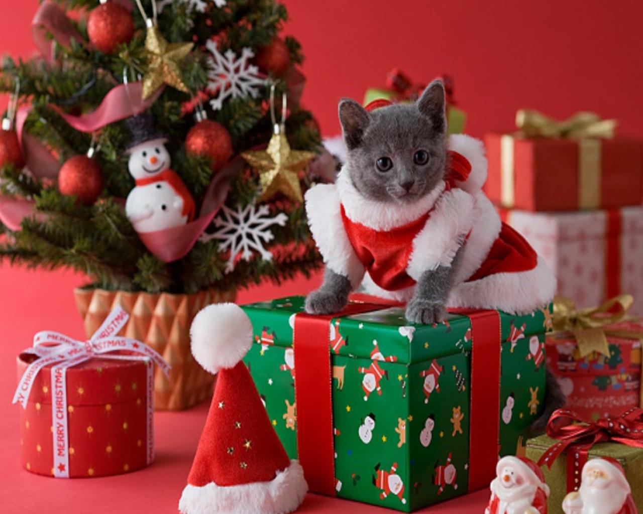 Free download Christmas Desktop Wallpaper Christmas Kittens