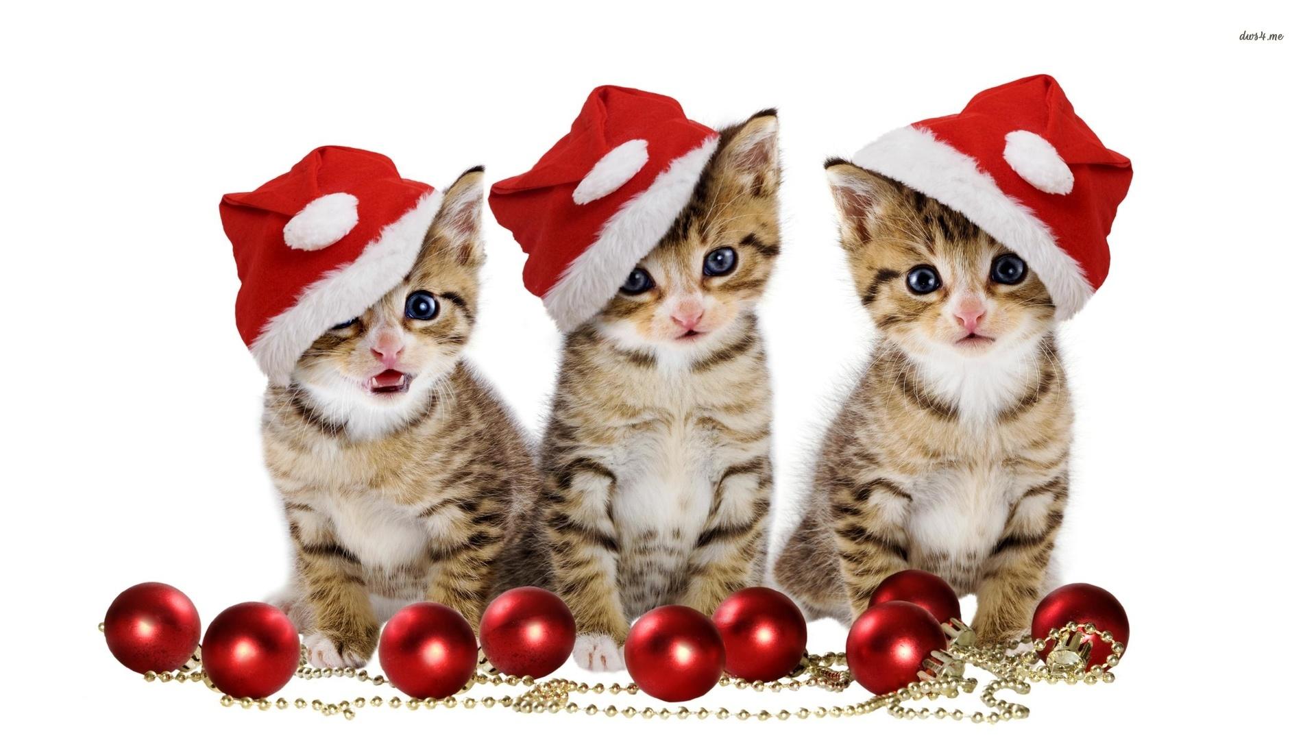 Cute Christmas kittens by the decorations wallpaper
