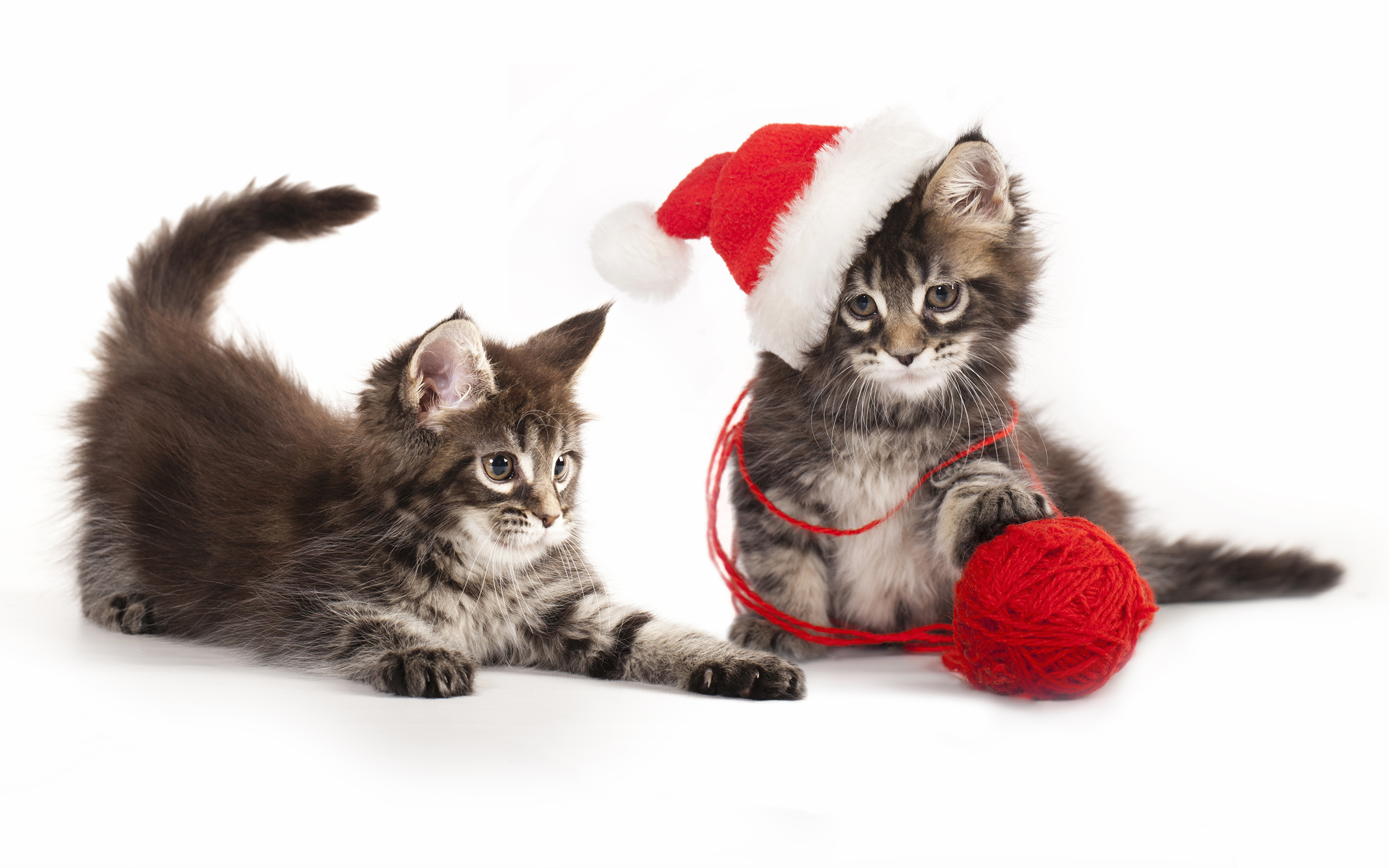 Wallpaper Kittens cat Christmas Two Winter hat Animals 3840x2400