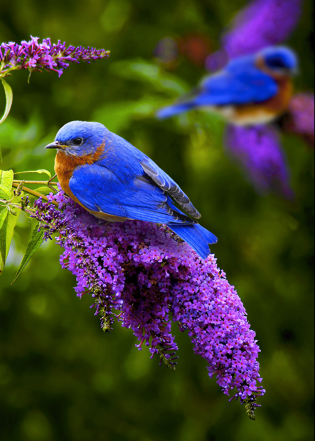 Spring Birds Flowers Wallpapers Wallpaper Cave