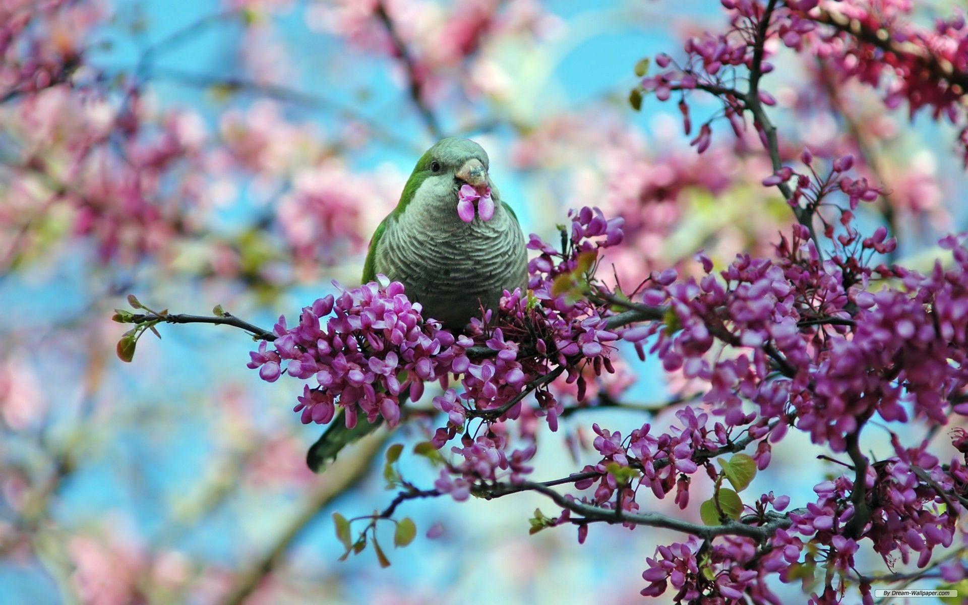 Spring Flowers and Birds Wallpaper at