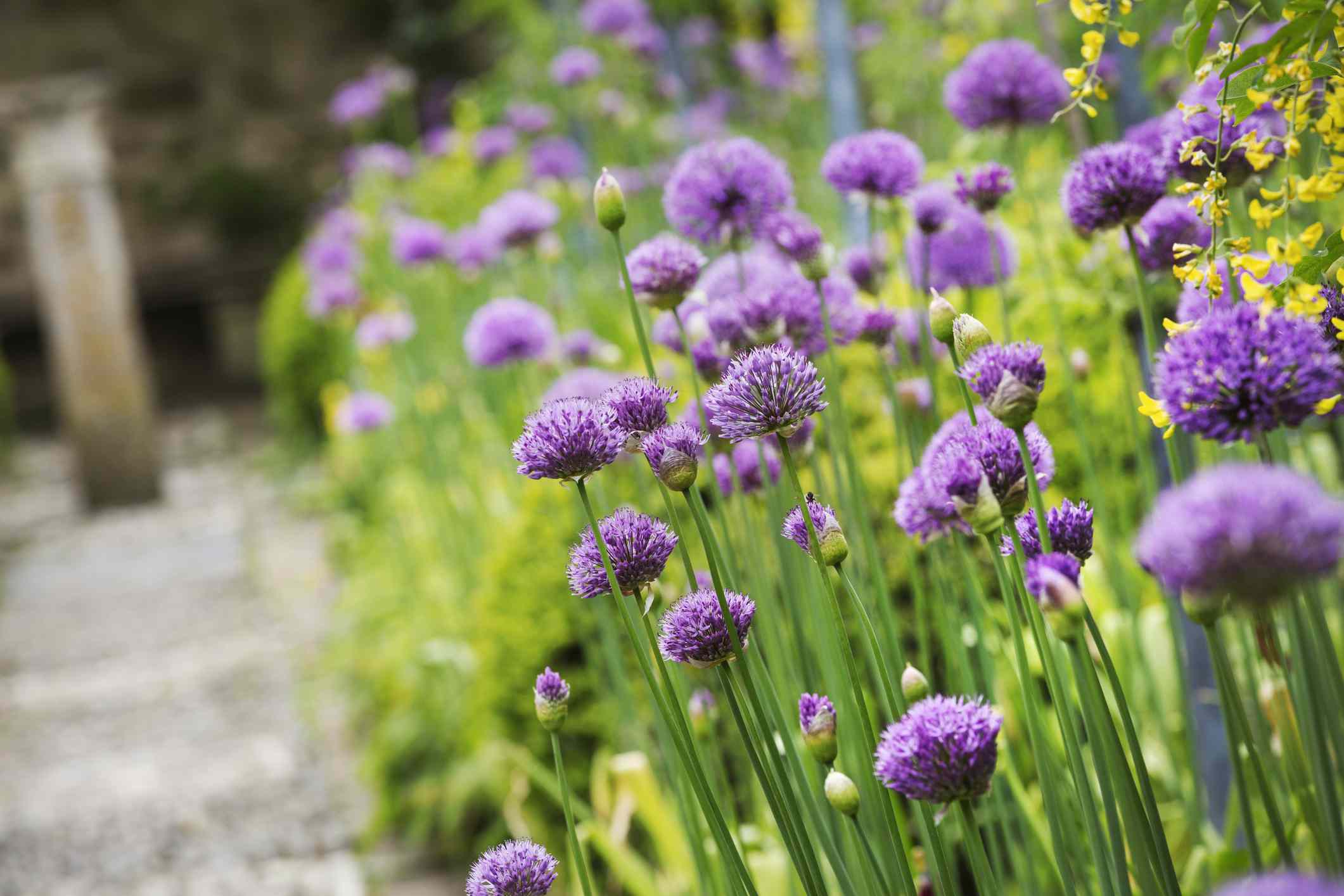 Great Landscape Plants With Purple Flowers