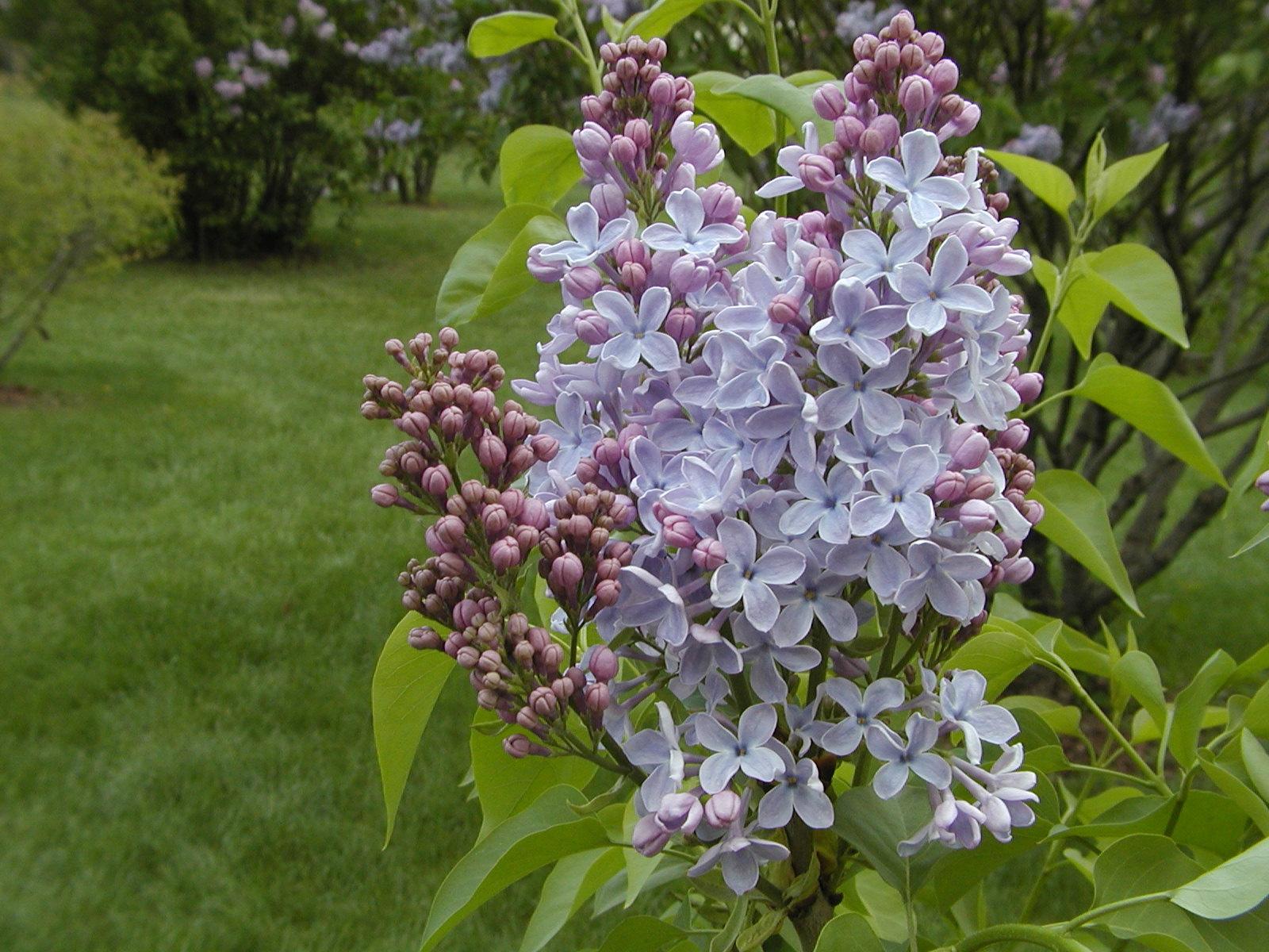 Lilacs. Space for life