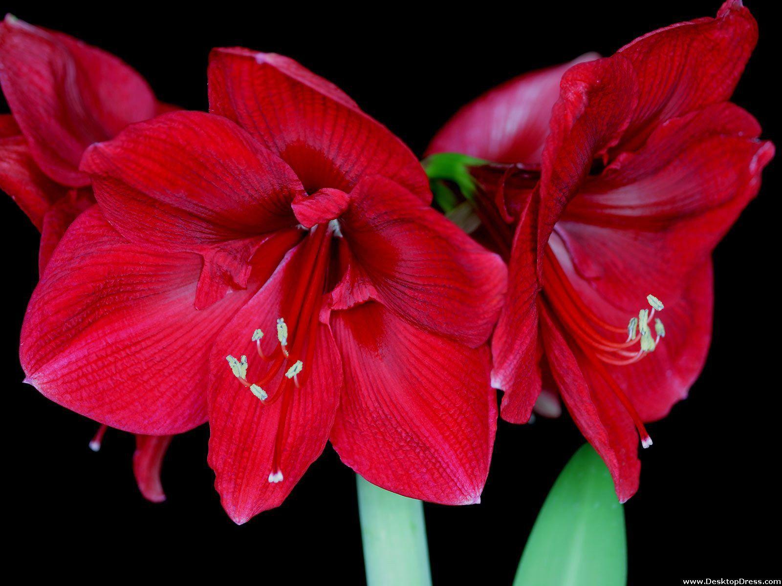 Amaryllis Blossoms. Red Flowers. Flowers nature, Poisonous