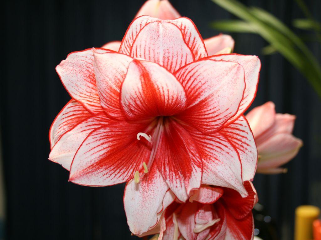 Flowers & Planets: Amaryllis
