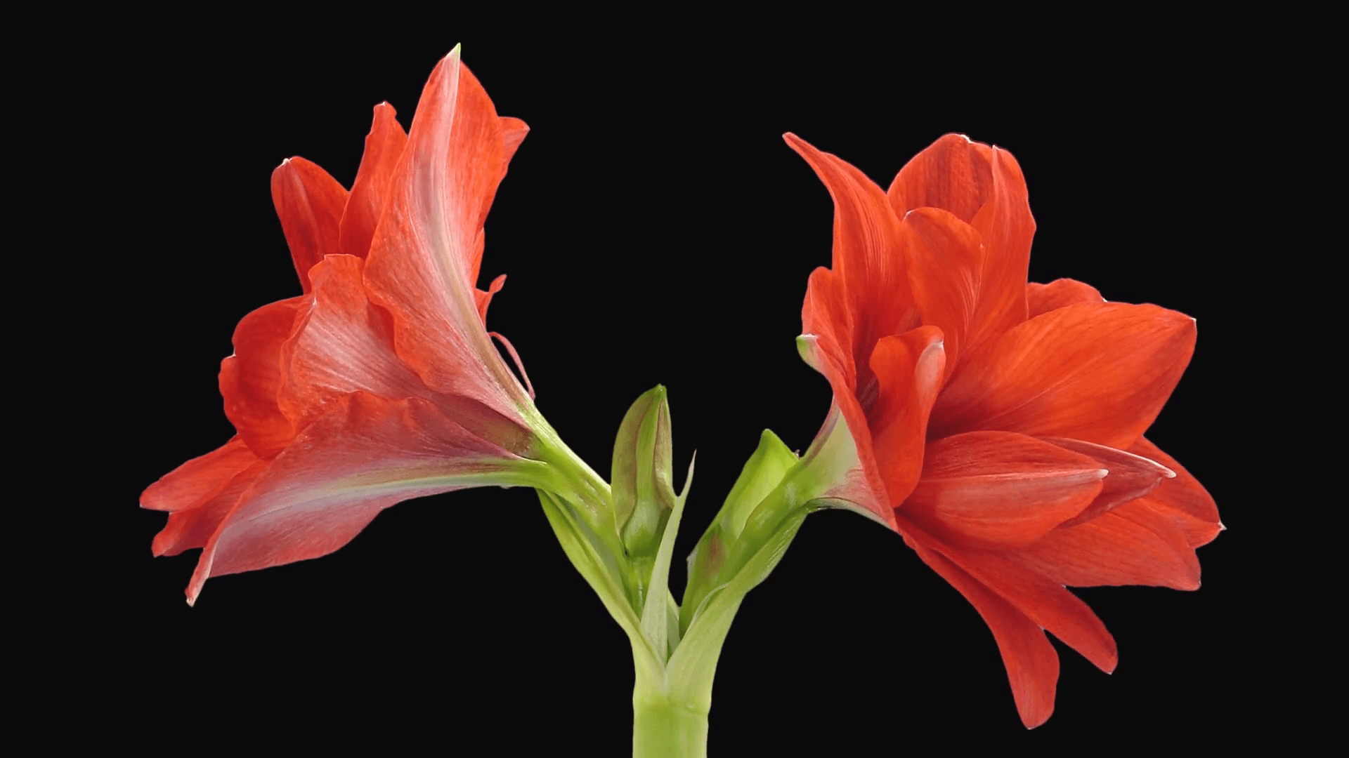 Time Lapse Of Opening Hot Peacock Amaryllis Christmas Flower 2b1 In PNG+ Format With ALPHA Transparency Channel Isolated On Black Background