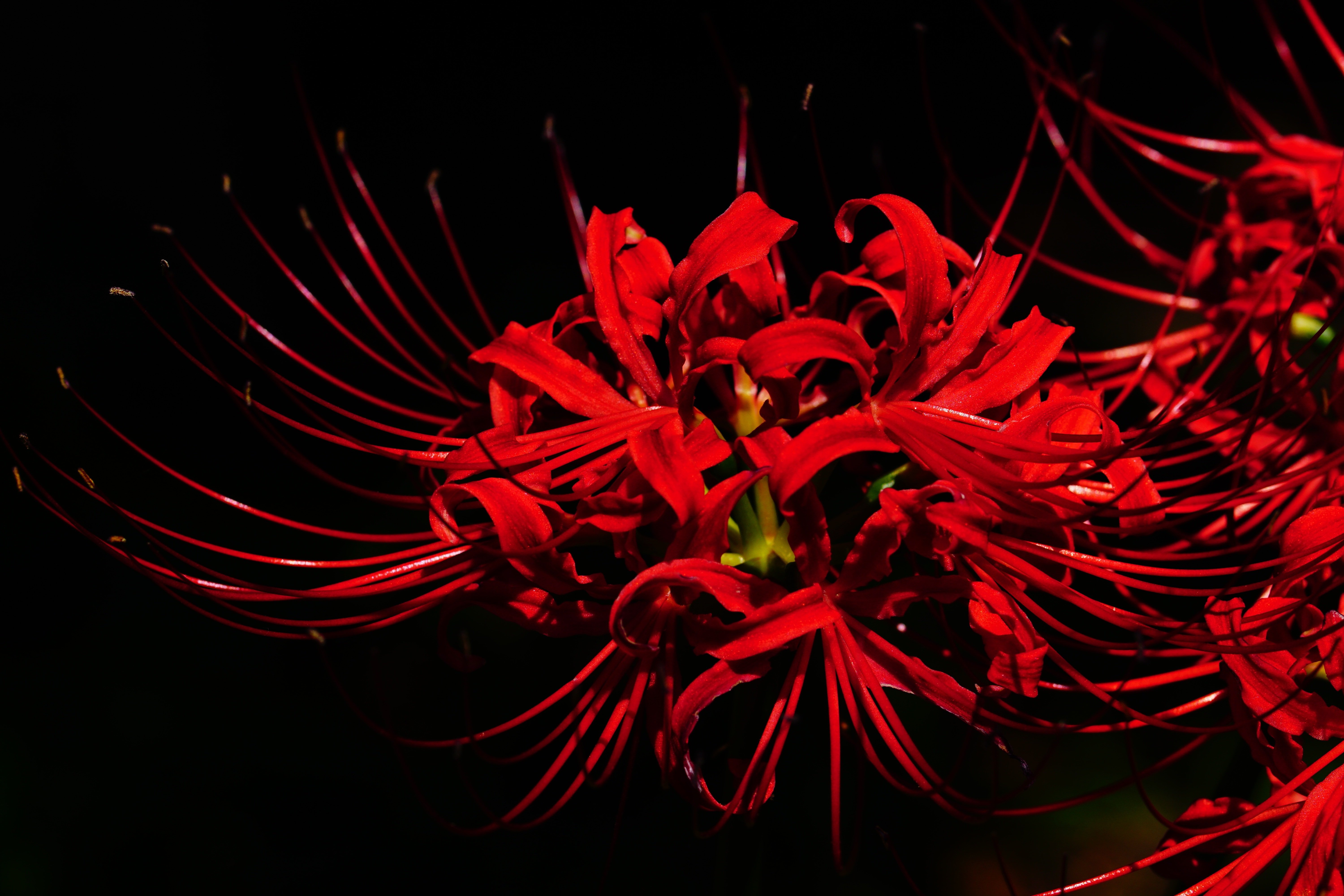 Red Spider Lily Wallpapers Wallpaper Cave