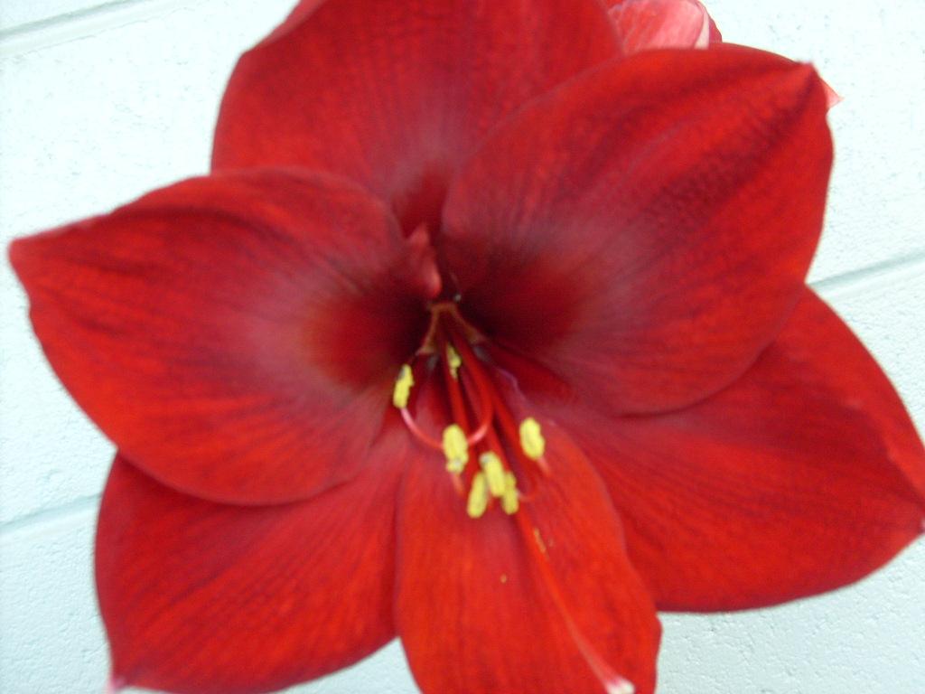 Black Pearl amaryllis seeds