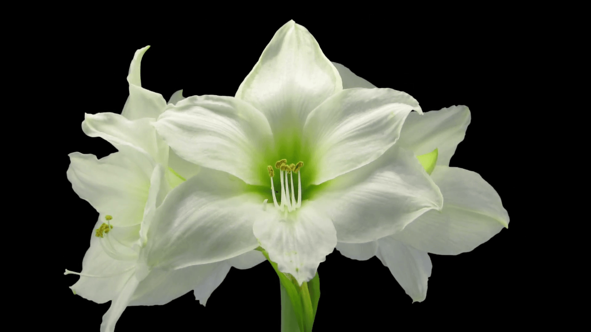 Time Lapse Of Growing, Opening And Rotating White Amaryllis Matterhorn Christmas Flower 1c3 In RGB + ALPHA Matte Format Isolated On Black Background