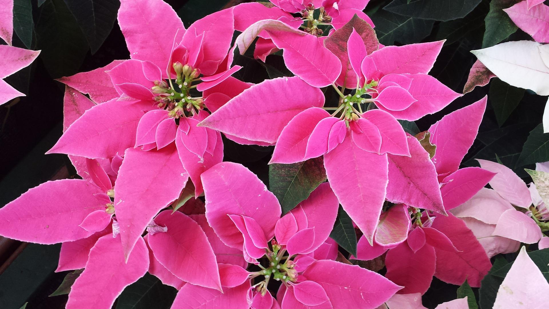 Holiday Plants: Poinsettia, Christmas Cactus, Amaryllis