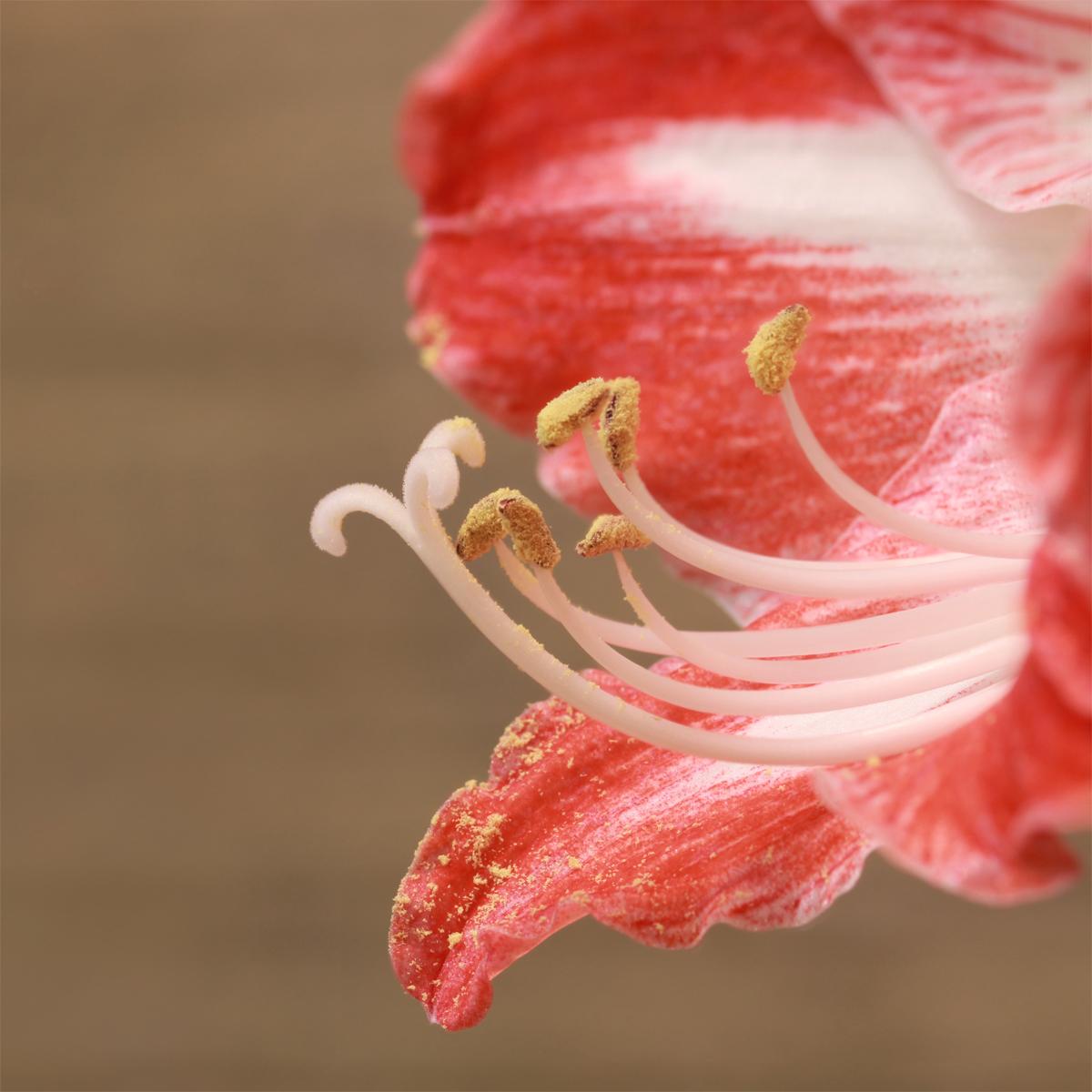 Tip Viewer Alternative Organic Lawn Care Products