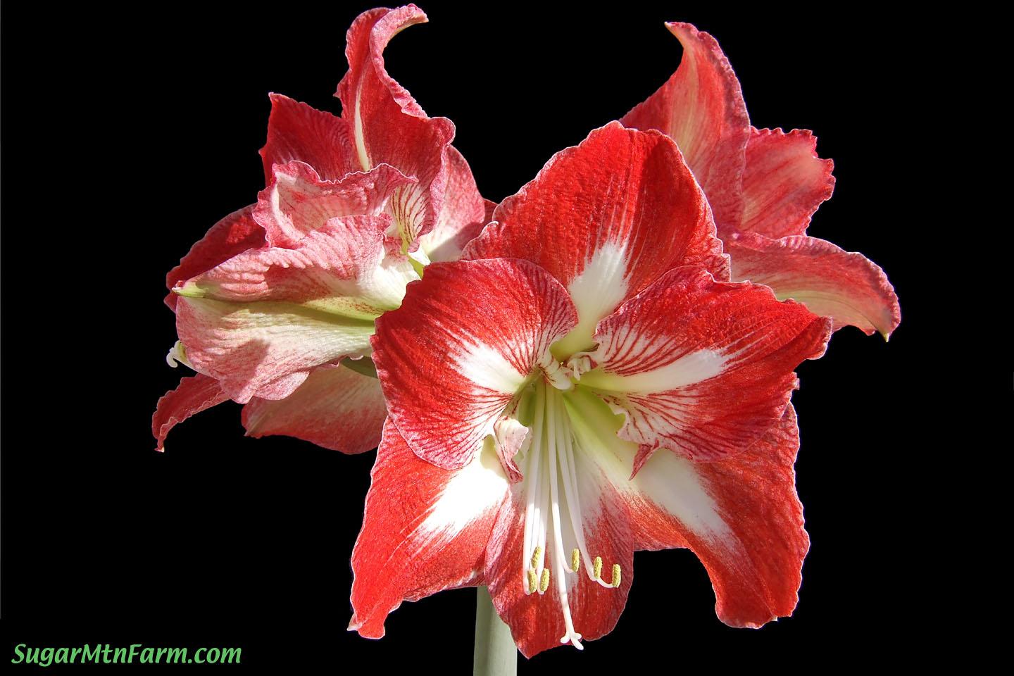 Amaryllis Bloom Red. Sugar Mountain Farm