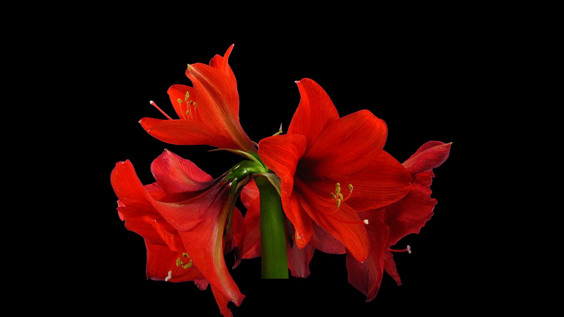 Christmas Amaryllis Wallpapers - Wallpaper Cave
