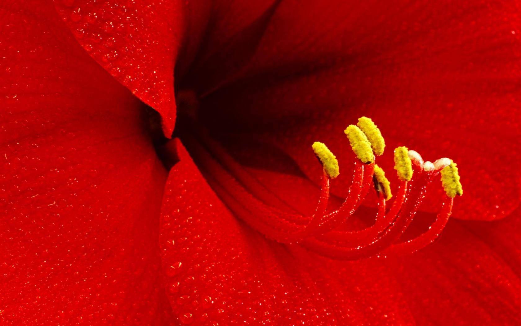Amaryllis Flower , 1920x1200. All For Desktop