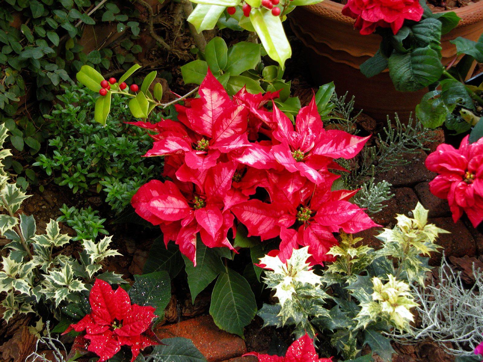 Popular Christmas Plants And Flowers