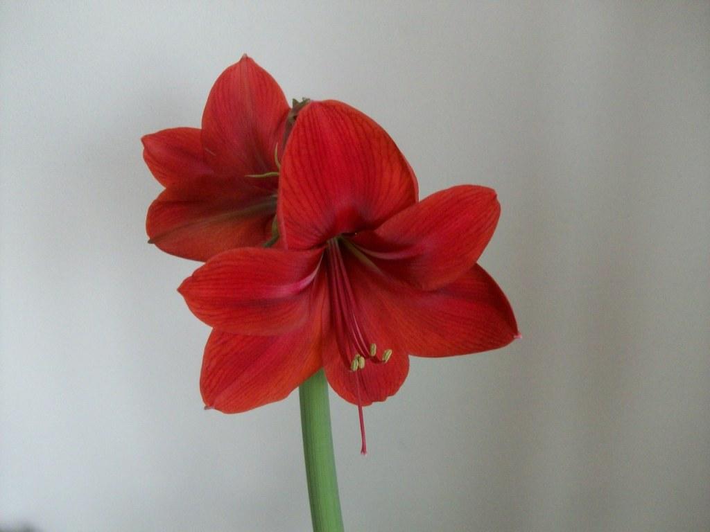 Amaryllis