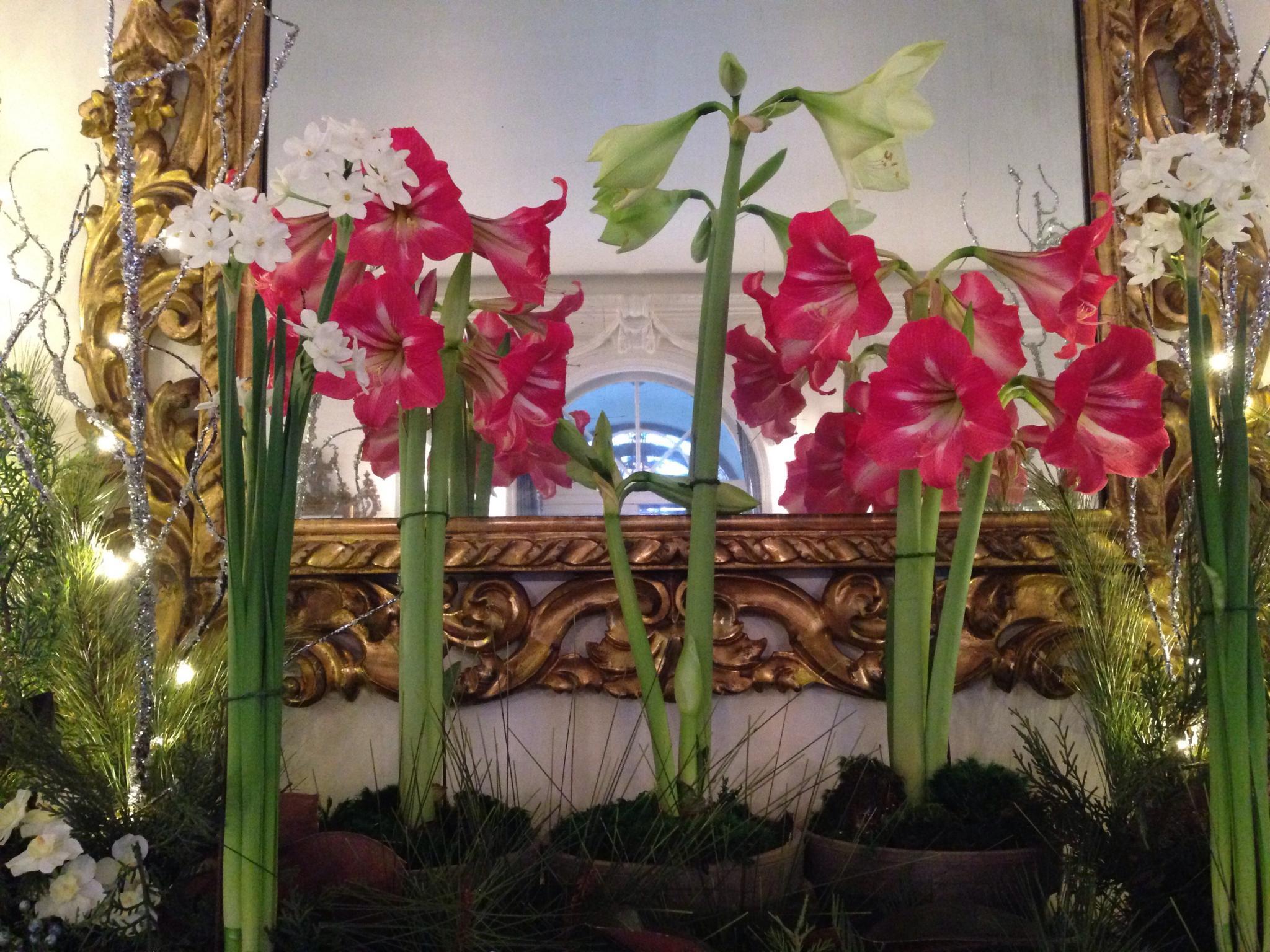 Holiday Plants: Poinsettia, Christmas Cactus, Amaryllis