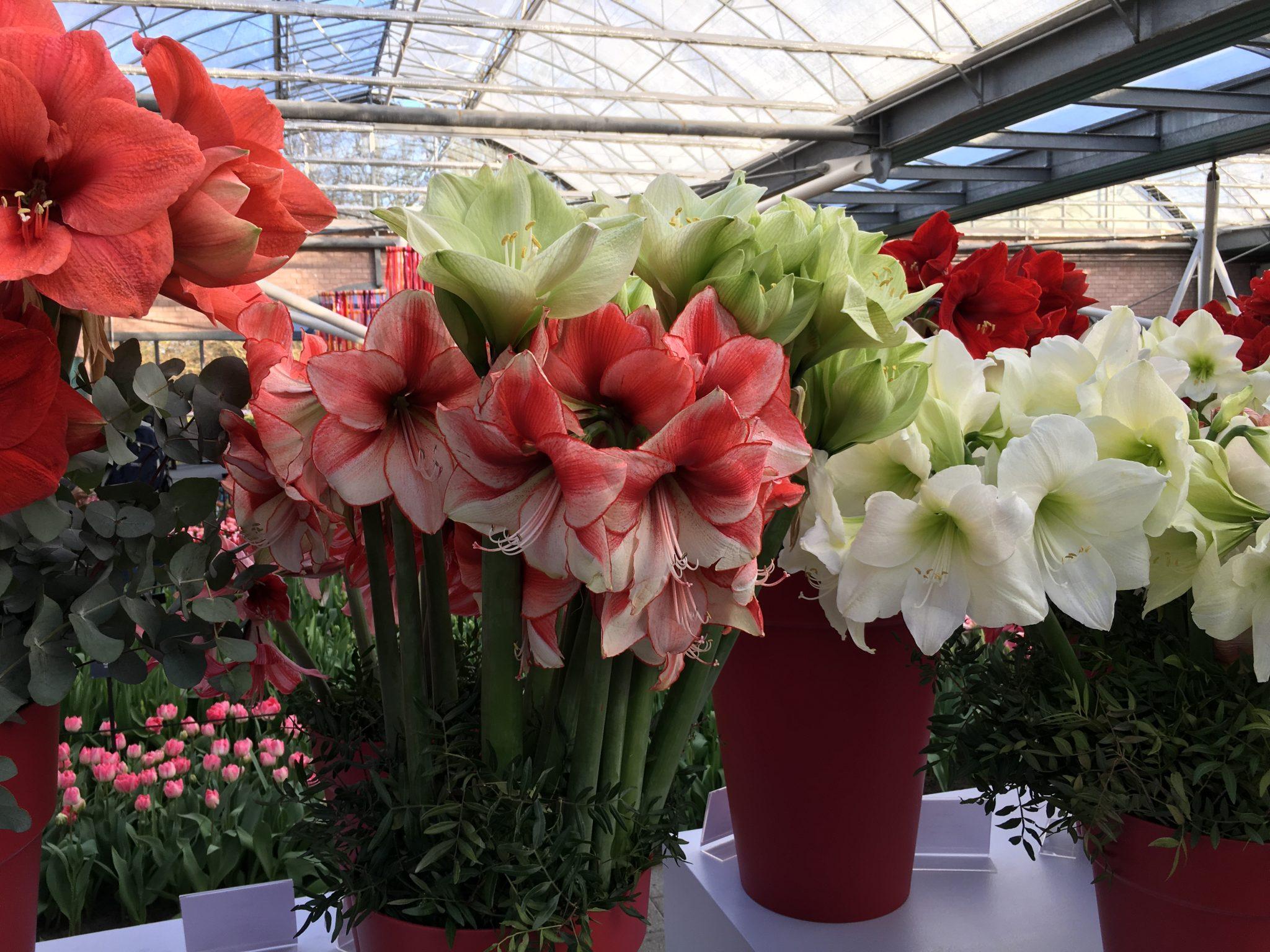 About Amaryllis Archieven